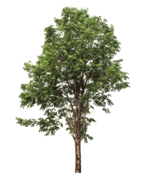 Real tree with green leaves, tree on transparent background, high resolution. png