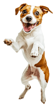 Happy dog jumping playfully indoors, cut out - stock . png