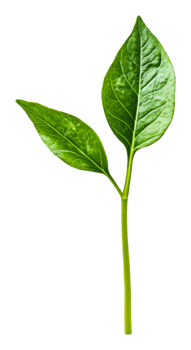 Fresh green leaves on a single stem, cut out - stock . png