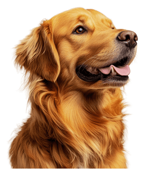 Golden retriever in profile, looking cheerful, cut out - stock . png