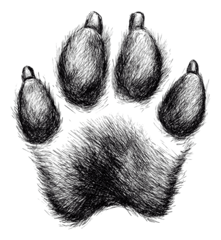 Detailed illustration of a bear paw print, cut out - stock . png