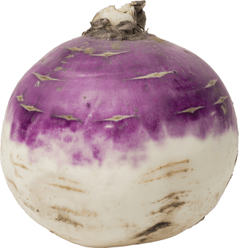 Rutabaga vegetable isolated, Swede Root Clipart, Fresh Rutabaga Illustration png