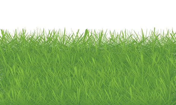 Green grass isolated on white background. green grass texture background vector