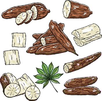 Set of illustrations of yuca, manioc or casabe vector