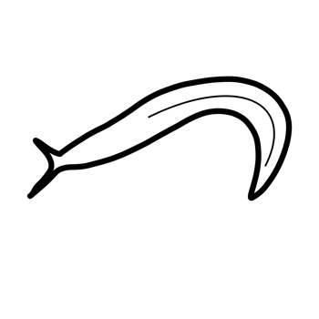 mollusk animal natural soil parasite slug png