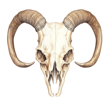 Watercolor Illustration of a Ram Skull with Large Horns png