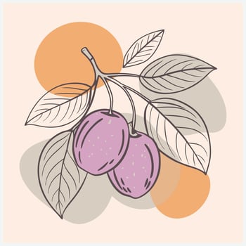 Indian Prune Fruit Illustration vector