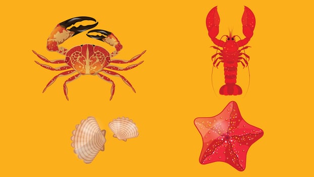 sea creatures on beach elements illustration vector