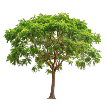 Green Tree Isolated png