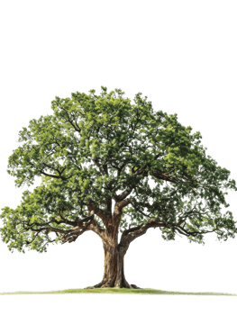 Big tree Isolated png