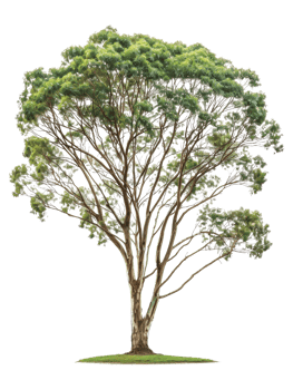 Isolated Tree with Green Foliage and Branches png