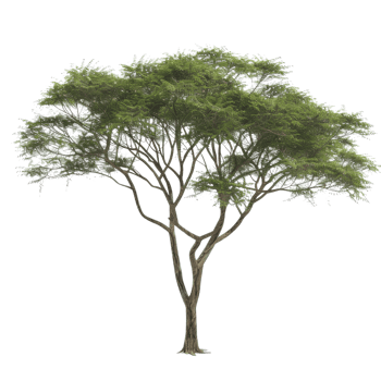Isolated Tree with Twisted Branches and Lush Green Canopy png