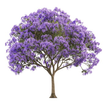 Purple Jacaranda Tree in Bloom png