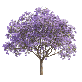 Purple Jacaranda Tree in Full Bloom png