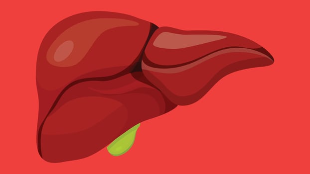 Human Organs illustration for educational and science vector