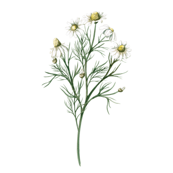 Chamomile flowers in watercolor illustration. Illustration on the theme of medicinal herbs for packaging, postcards, herbal teas. Illustration isolated from the background png