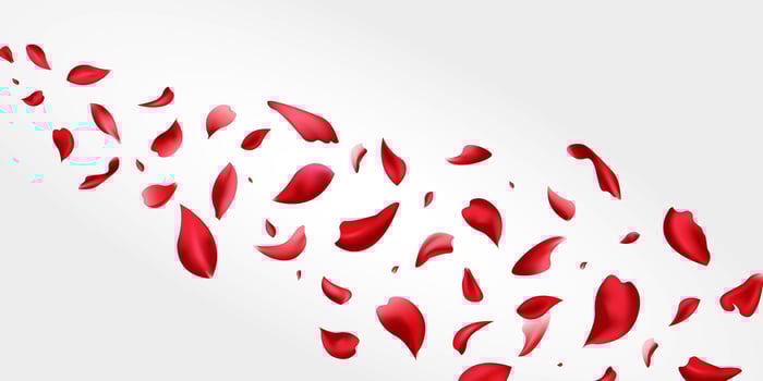 Red rose flying petals, Realistic rose flower petals flow or falling motion. Pink petals of rose flower isolated on white background, Love, romance. Ad. vector