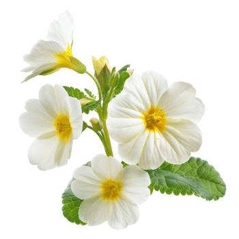 White Primrose Flower with Yellow Center png