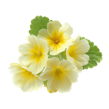 Yellow Primrose Flowers with Green Leaves png