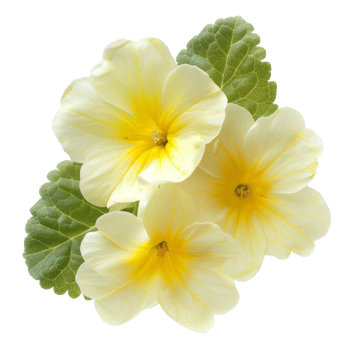 Close up of three yellow primroses with green leaves png