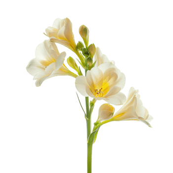 Creamy Freesia Flowers Isolated png