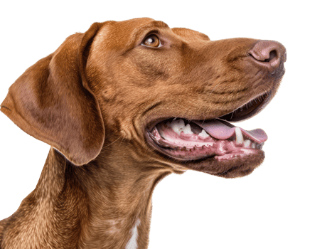 Hungarian Vizsla Portrait png