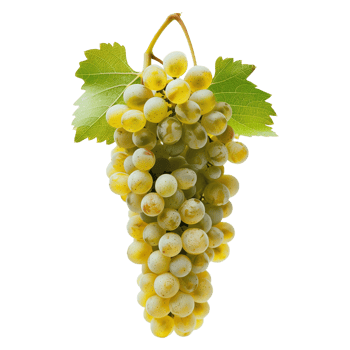 Riesling Grape Cluster on Transparent Background for Wine Production png