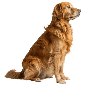 Golden Retriever Sitting and Looking Up on Transparent Background png