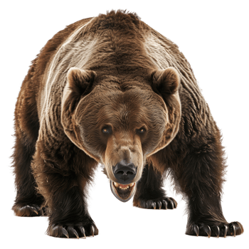 Realistic Angry Brown Bear on Transparent Background png