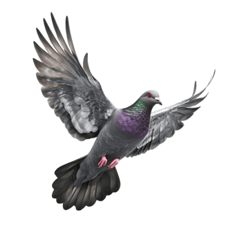 Pigeon Flying with Purple and Gray Feathers png