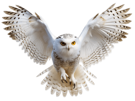 The white owl is spreading its wings and flying isolated on a transparent background png