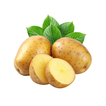 Fresh potato rhizome and sliced with leaves png
