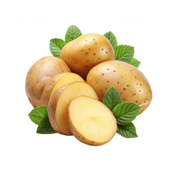 potato rhizome and sliced with leaves png