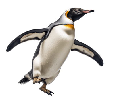 penguin isolated on a transparent background png