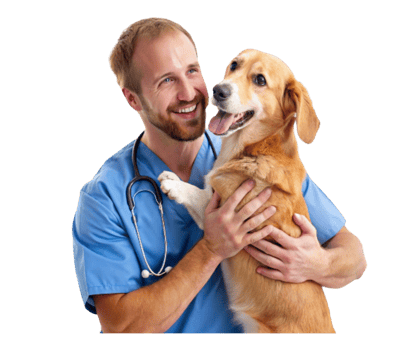 Veterinarian holding smiling beagle dog at vet clinic png