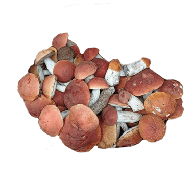 Heap of brown cap boletus lessinum scabrum isolated png