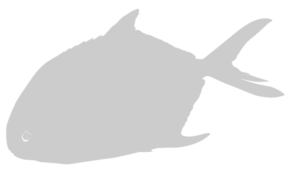 Silhouette of the Silver pomfret, Bramidae, pampo, or Pampus Fish. Flat Syle. Can use for Logo Gram, Animal Illustration, Pictogram, Website, or Graphic Design Element png