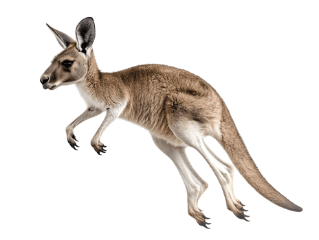 photo of a kangaroo floating mid-air on isolated background png