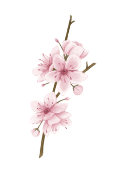 Pink Cherry Blossoms Branch Watercolor Illustration png
