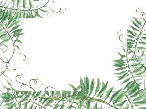 Mouse pea flowerless banner. wildflower climbing plan twig template. Watercolour floral illustration. Meadow grass, realistic hand painted Clipart for greeting card, label. isolated from background. png