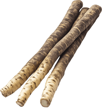 Salsify vegetable isolated, Tragopogon porrifolius Clipart - Few Fresh salsify vegetable illustration png