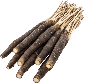 Salsify vegetable isolated, Tragopogon porrifolius Clipart - bunch of salsify illustration png