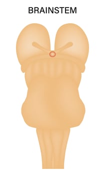 Brainstem Science Design Illustration Diagram vector