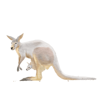 Red Kangaroo Macropus rufus mother and child , watercolor painting png