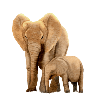 African elephant mother and child , watercolor painting png