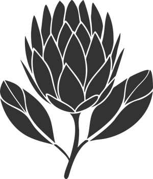 Protea flower silhouette black stylized drawing png