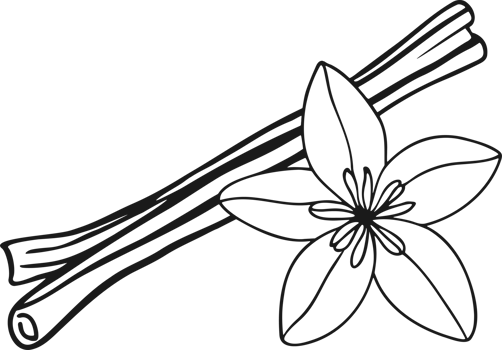Cinnamon sticks and vanilla flower doodle outline drawing png