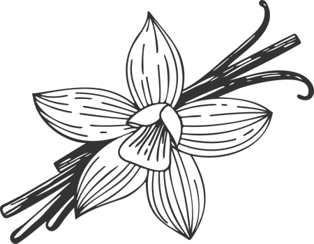Vanilla orchid flower with vanilla sticks pods. Sketch drawing png