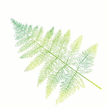 Watercolor sprig of fern. Tropical leaf. Forest plants, botany. vector