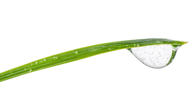 A close-up of a green leaf with a droplet of water, showcasing nature's beauty and refreshing clarity. png